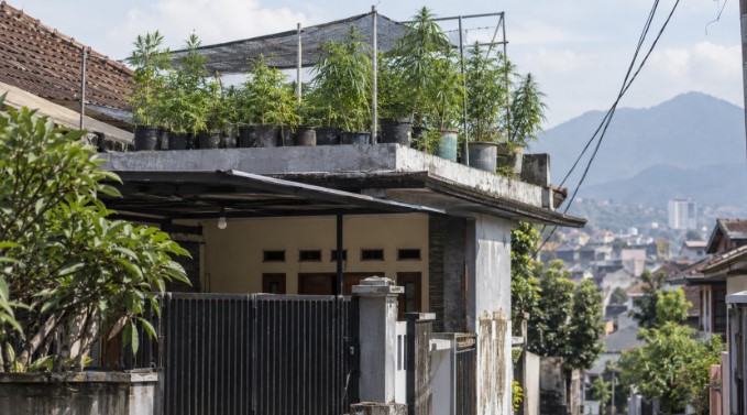 Polisi Amankan 27 Batang Ganja di Atap Rumah Kawasan Regol Bandung